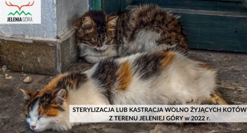 jeleniagora.pl