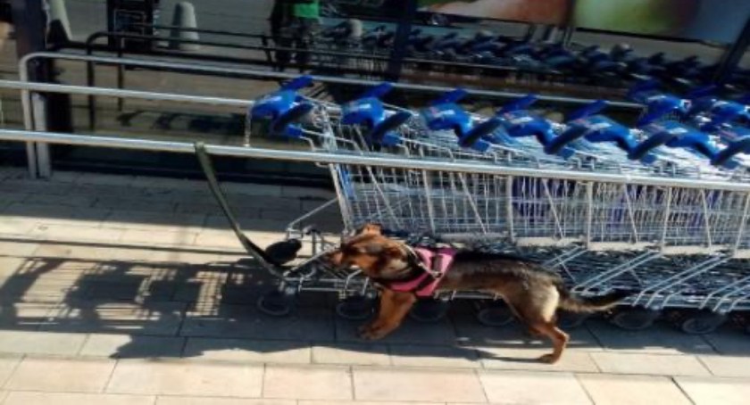 Zdjęcie - wyczerpany pies pod sklepem. Gdzie byli właściciele?