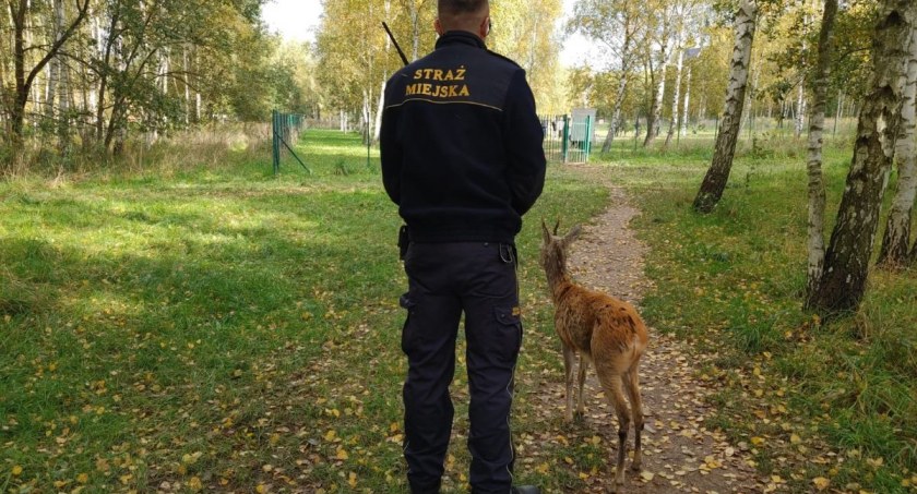 strazmiejska.jeleniagora.pl