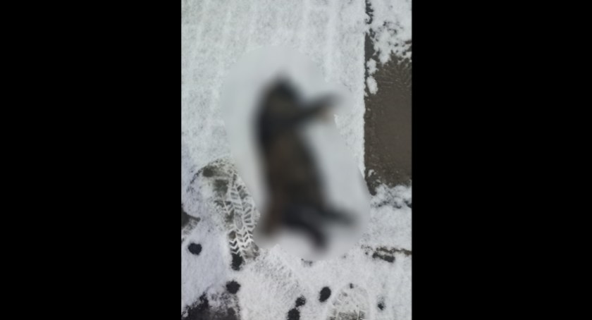 fot. Jelenia Góra Podaj Dalej