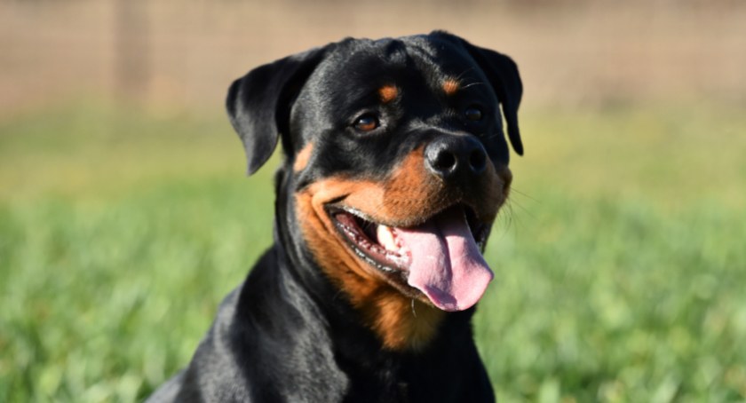 Zdjęcie poglądowe - Rottweiler 
