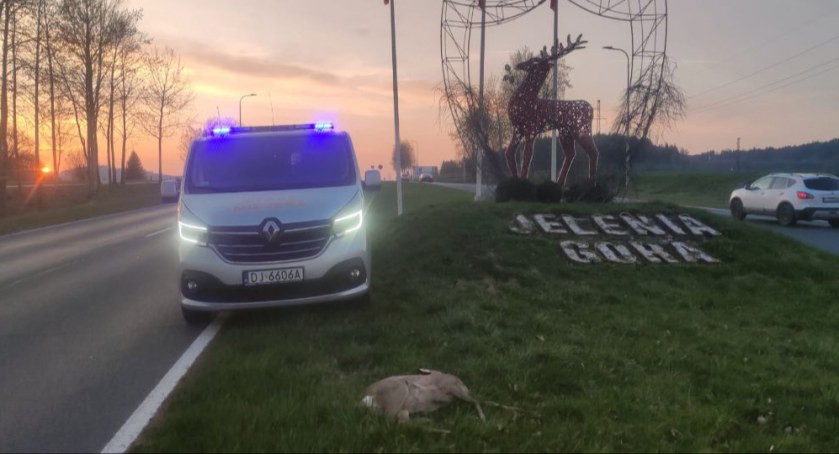 fot. Straż Miejska Jelenia Góra