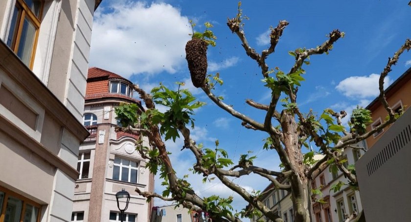 fot. Straż Miejska Jelenia Góra