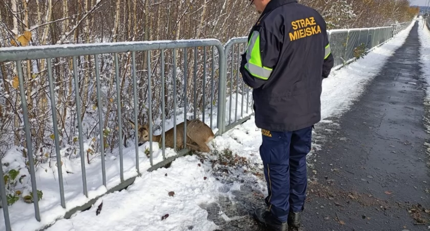 fot. Straż Miejska Jelenia Góra