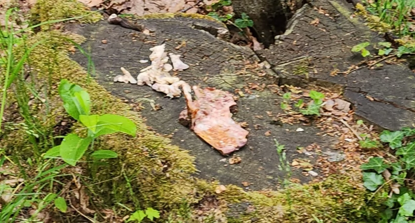 fot. Jelenia Góra Podaj Dalej. autor - Danuta Ejnik