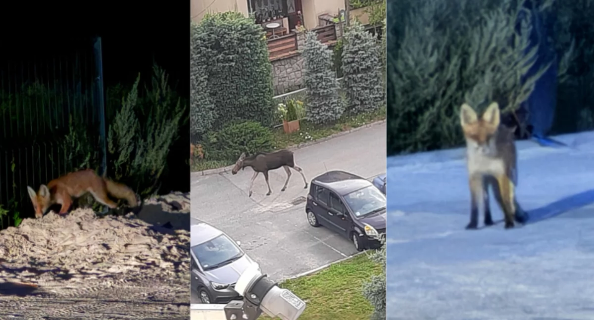 Zwierzęta, Uwaga dzikie zwierzęta pojawiające naszych domach - zdjęcie, fotografia