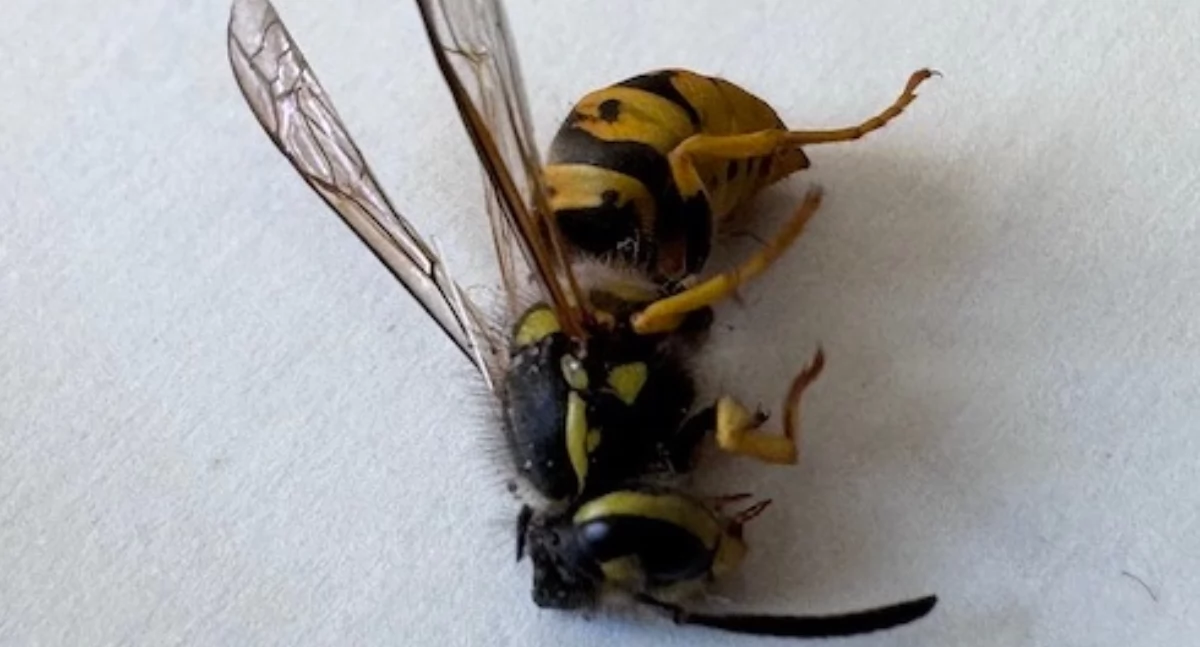 Ważne komunikaty, Plaga regionie Irytujące owady utrudniają życie - zdjęcie, fotografia