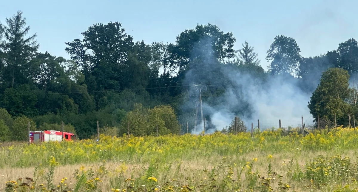 Pożary, Pożar trawy Cieplicach - zdjęcie, fotografia