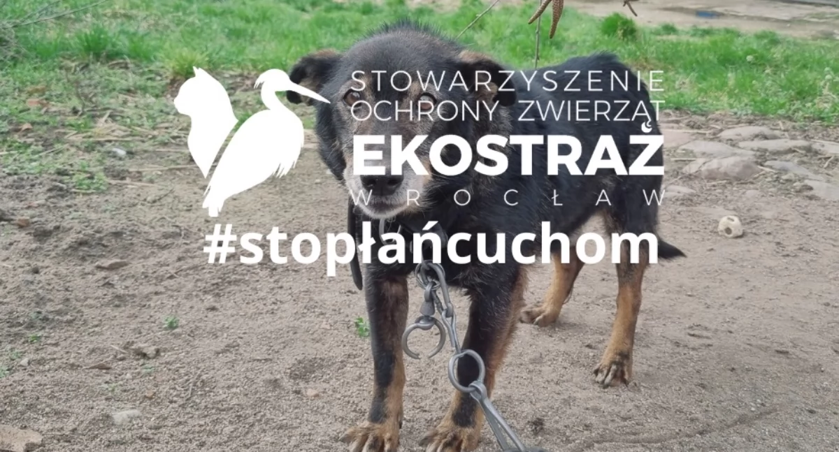 Ekostraż w Szklarskiej Porębie #stoplancuchom
