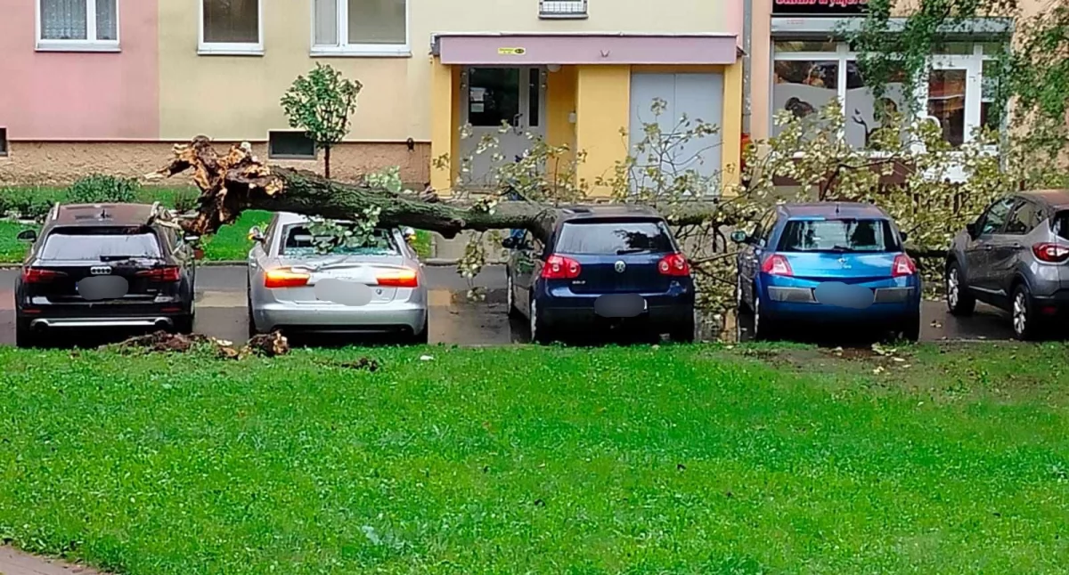 Z ostatniej chwili, Zabobrze Drzewo runęło zaparkowane samochody - zdjęcie, fotografia