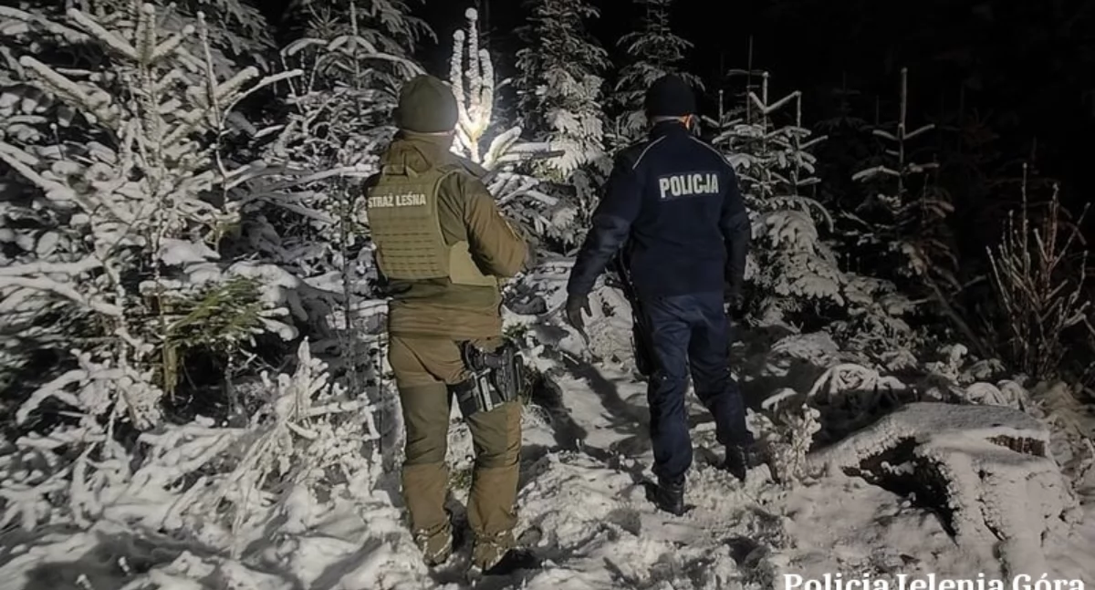 Komunikaty policji, Nielegalna wycinka choinek lupą mundurowych - zdjęcie, fotografia