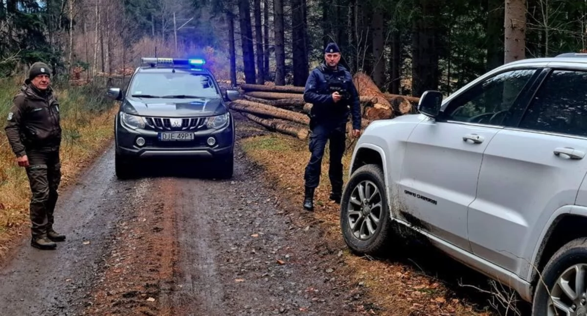 Komunikaty policji, Święta zgodzie naturą mundurowi ostrzegają przed nielegalną wycinką choinek - zdjęcie, fotografia