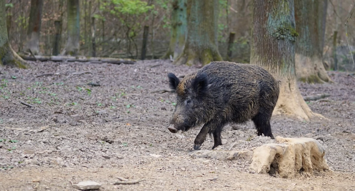 Bezpieczeństwo, Dziki Świeradowie Zdroju coraz większy problem mieszkańców turystów - zdjęcie, fotografia