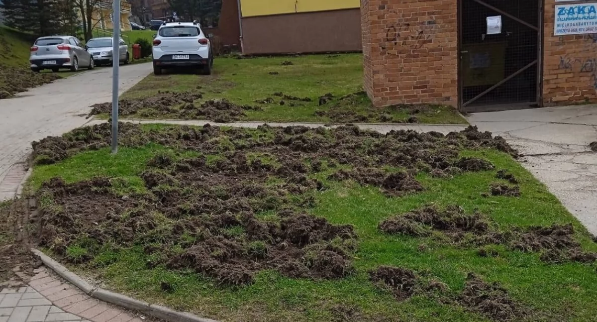 fot. mieszkańcy szklarskiej poręby/facebook