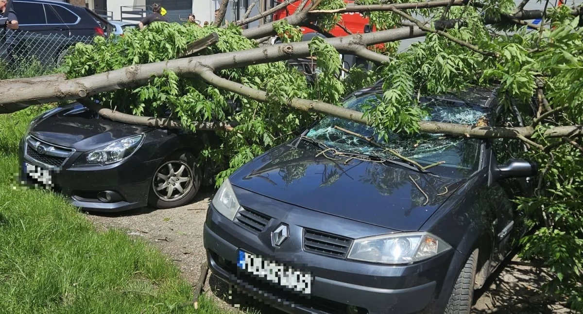 Interwencje, Szklarska Poręba Drzewo spadło zaparkowane samochody - zdjęcie, fotografia