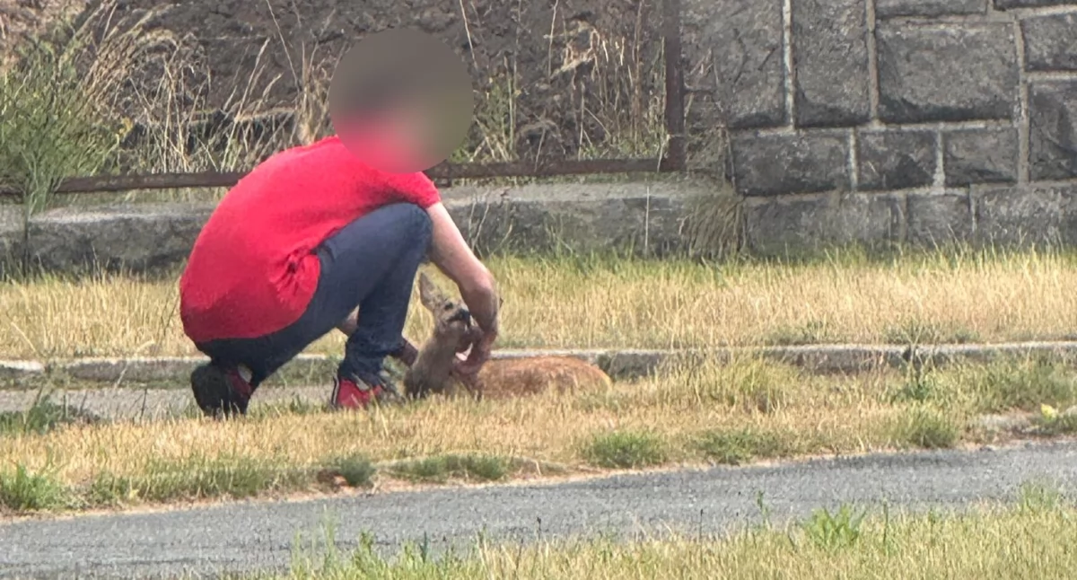 Interwencje, Kierowcy autobusów pomogli sarence Kierowca potrąceniu pojechał dalej - zdjęcie, fotografia