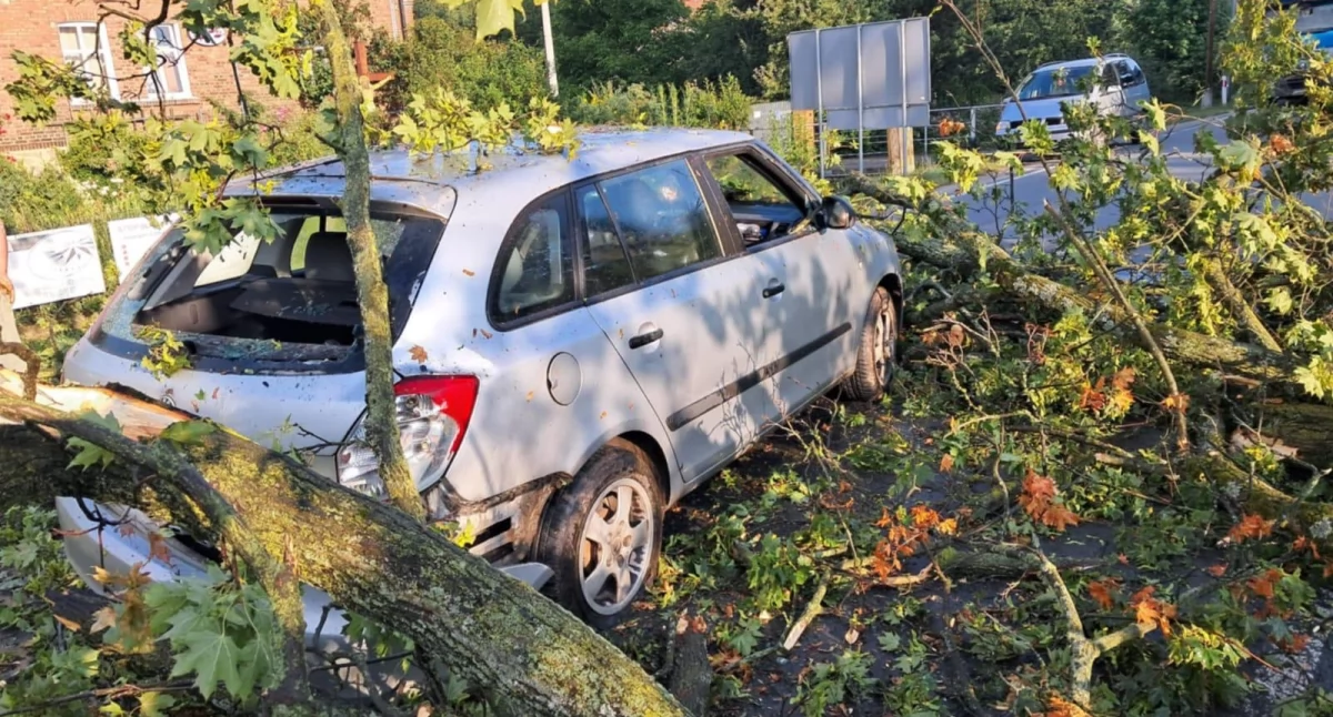 Wypadki drogowe, Drzewo spadło samochód Kierująca kobieta trafiła szpitala - zdjęcie, fotografia