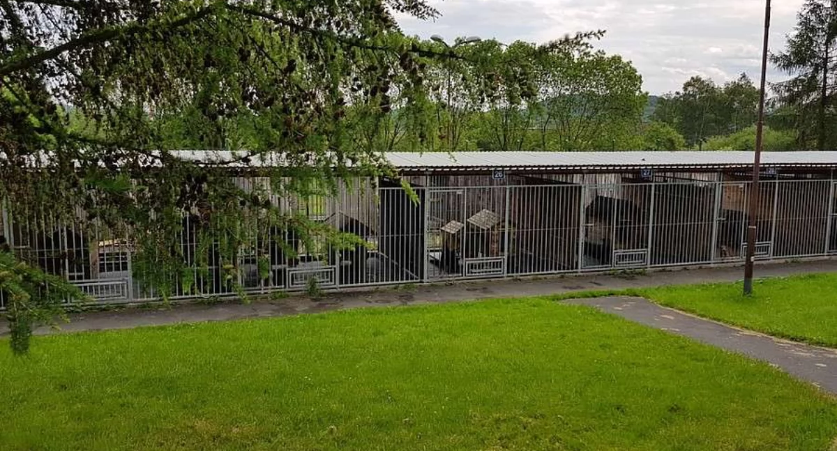 Zwierzęta, Schronisko Małych Zwierząt Jeleniej Górze poszukuje pracownika - zdjęcie, fotografia