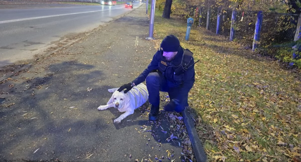 fot. Straż Miejska Jelenia Góra