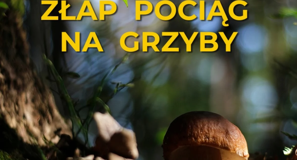 Komunikacja, Pociągiem Kolei Dolnośląskich grzyby Czemu - zdjęcie, fotografia