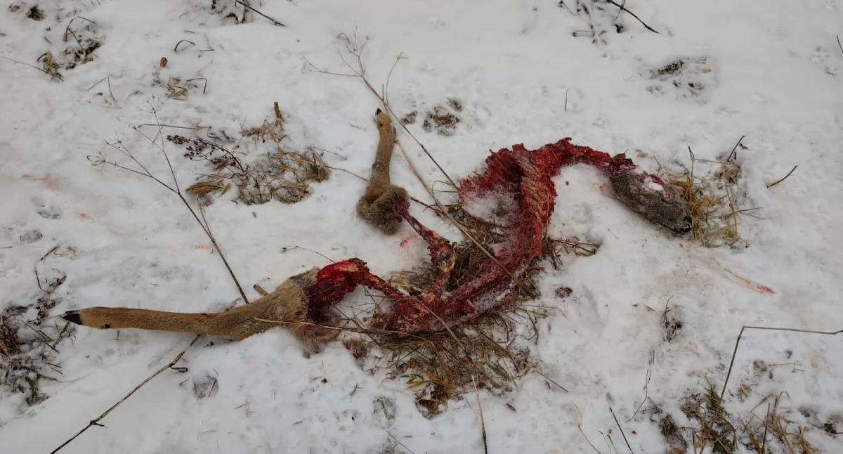 Zwierzęta, Sosnówka pożarło sarnę Mieszkańcy obawiają mogły wilki - zdjęcie, fotografia