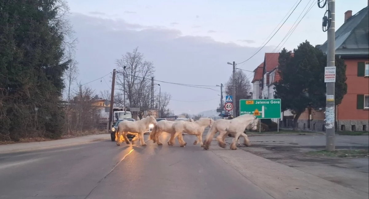 Zwierzęta, Koniki spacerują swobodnie Mysłakowicach uciekły - zdjęcie, fotografia