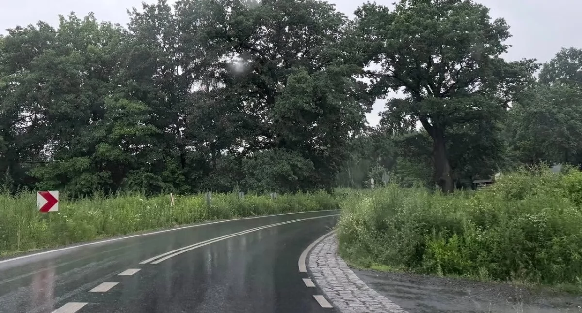 Bezpieczeństwo, Niebezpiecznie drogach powiatowych Zarośnięte pobocza ograniczają widoczność - zdjęcie, fotografia