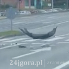 Fotka nr 1 z 4