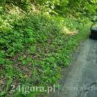 Fotka nr 2 z 4