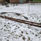 fot. Straż Miejska Jelenia Góra