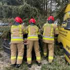 Fotka nr 3 z 18
