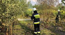 Fotka nr 3 z 12