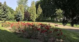 zdjęcie nr 8