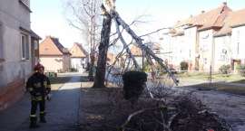 zdjęcie nr 8