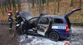 Fotka nr 2 z 11