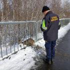 fot. Straż Miejska Jelenia Góra