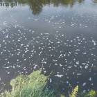 Fotka nr 5 z 7