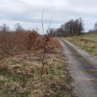 fot. Straż Miejska Jelenia Góra