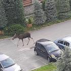 Facebook : Gmina Mysłakowice. Autor : Mateusz Kwiecień