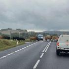 fot. Straż Miejska Jelenia Góra