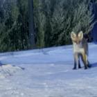 Lisek na Wróblewskiego