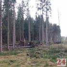 Fotka nr 3 z 11