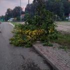 fot. MPGK Jelenia Góra