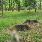 fot. Jelenia Góra Podaj Dalej. autor - Danuta Ejnik