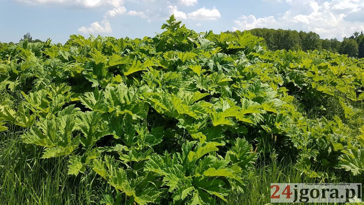 Zdjęcie: Jelenia Góra wiadomości Portal informacyjny powiatu miasta 24jgora