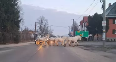Koniki spacerują swobodnie po Mysłakowicach. Komu uciekły?