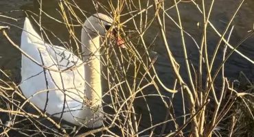 Majestatyczne łabędzie na Dębowej Wyspie w Jeleniej Górze