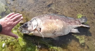 Śnięte ryby w Balatonie. Wędkarze czują niepokój