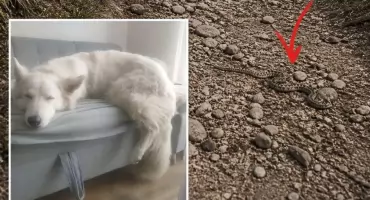 Empatia dyżurnej i wielkie serce przedstawicieli służb uratowały pieska