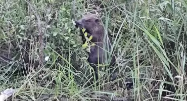 Bóbr uwięziony w basenie. Akcja ratunkowa na Rakownicy